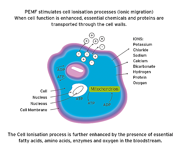 PEMF cell2